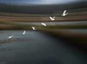 一行白鹭上青天