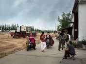 十载麦收今又至  故土翻天换新颜