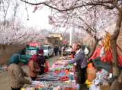 花下烟火（2026年嘉祥杏花节）