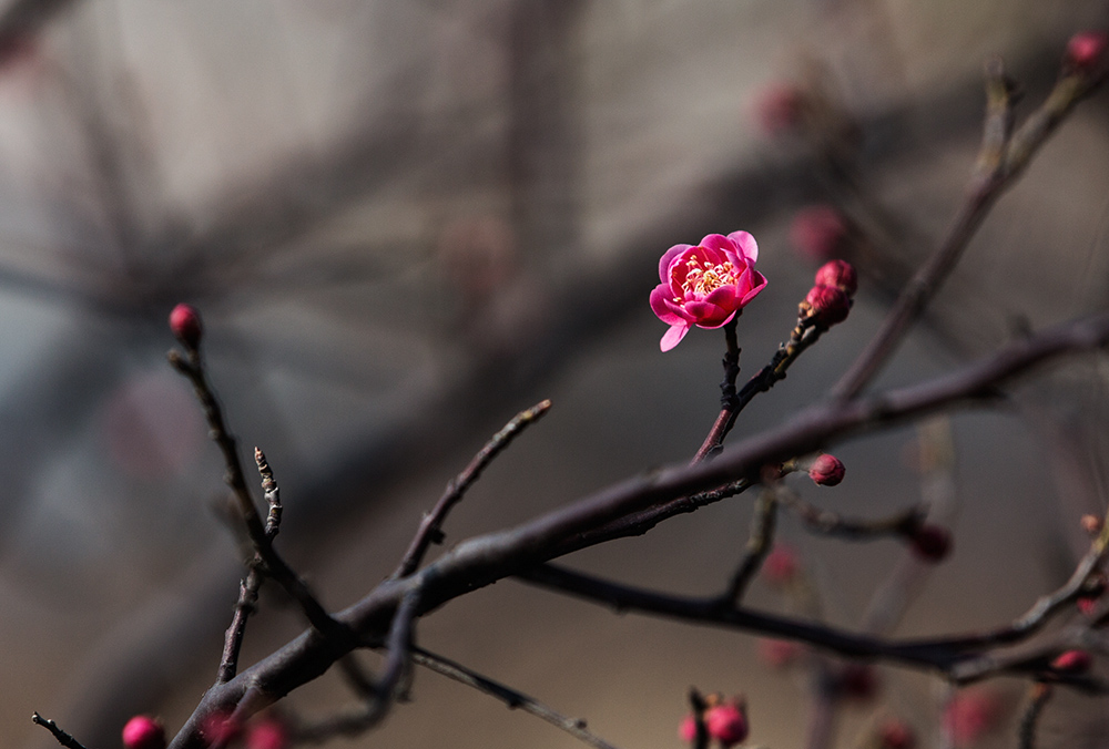 梅花