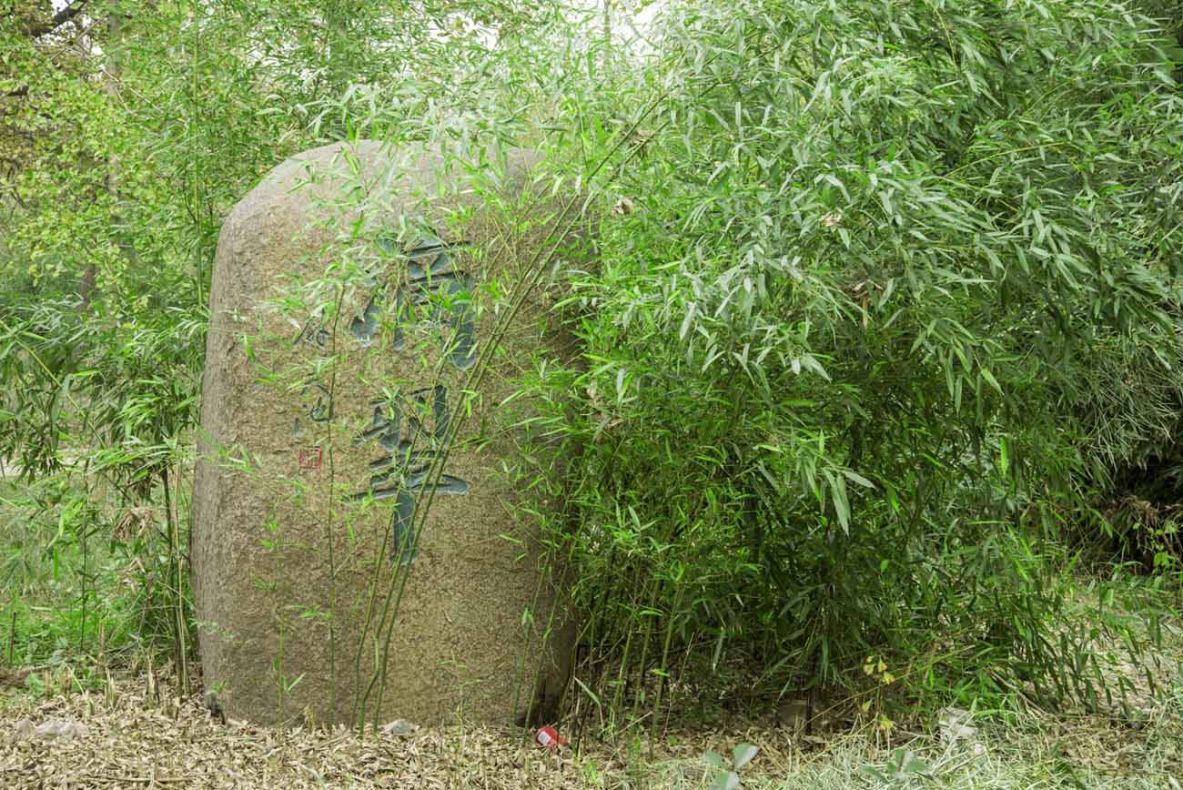 邳州银杏树