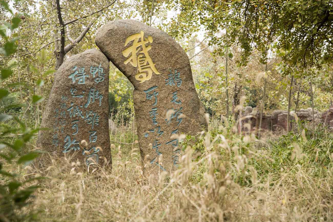邳州银杏树