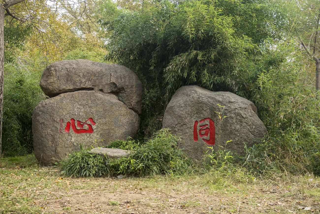 邳州银杏树