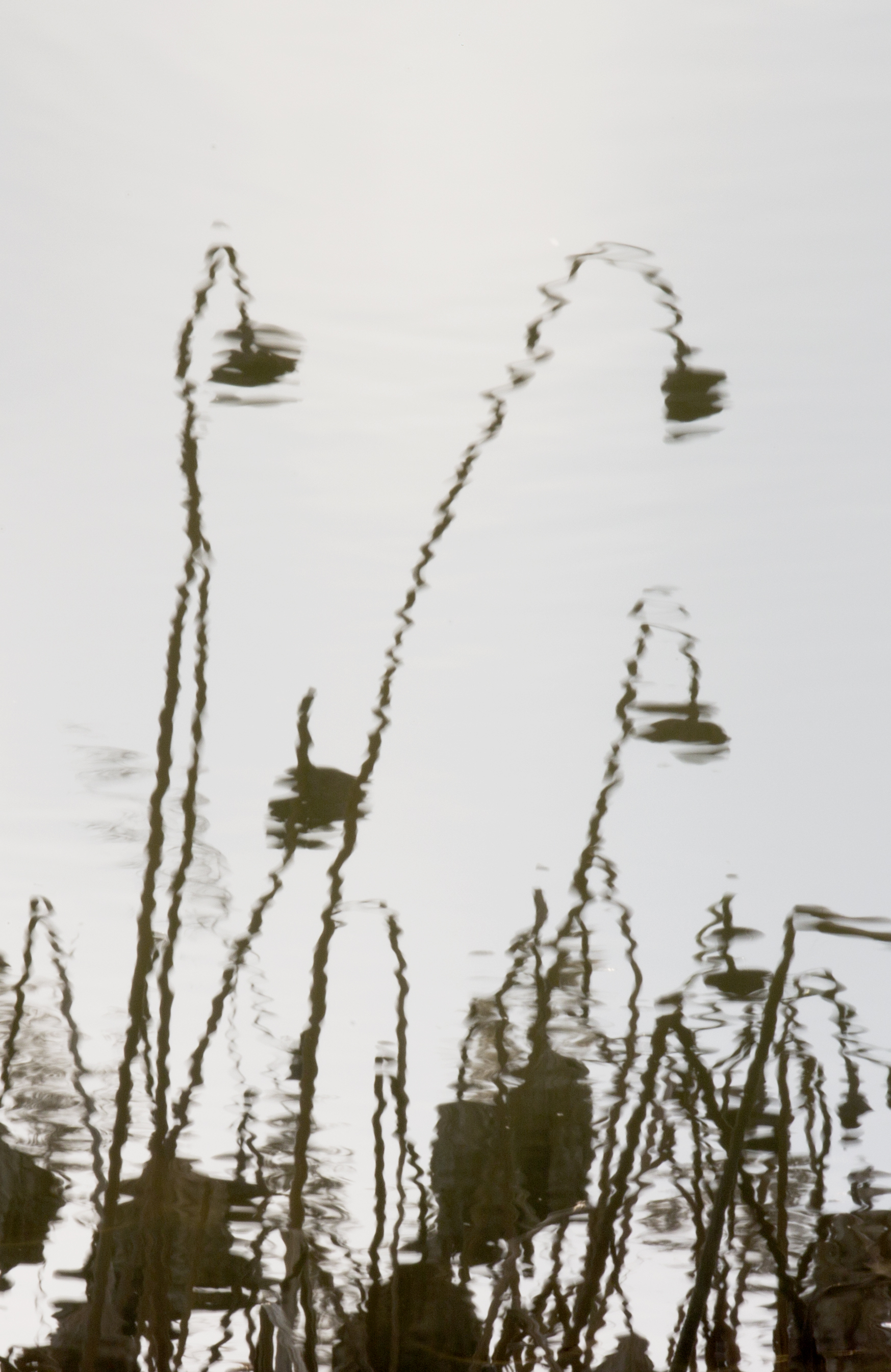 荷