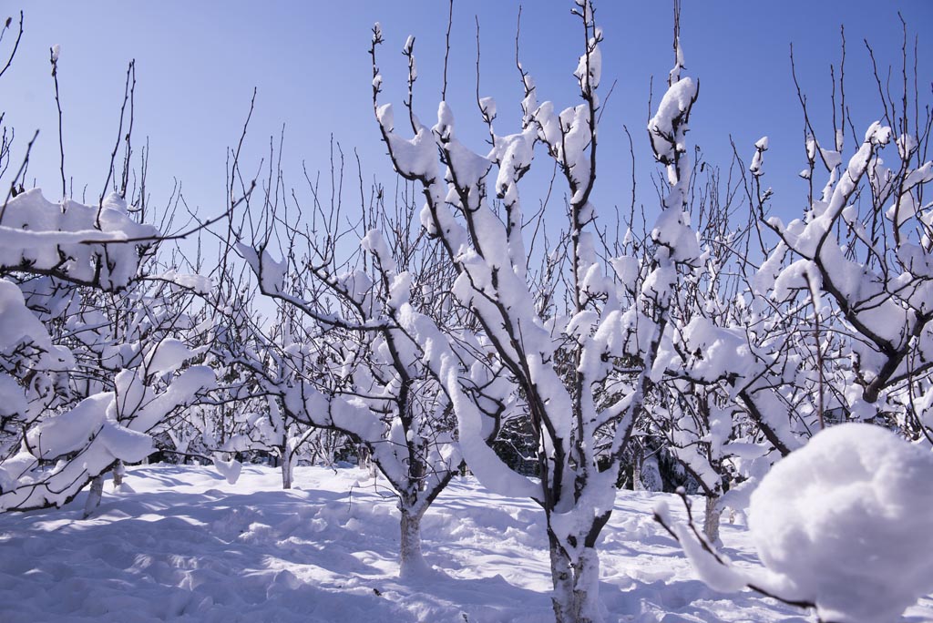 大雪过后