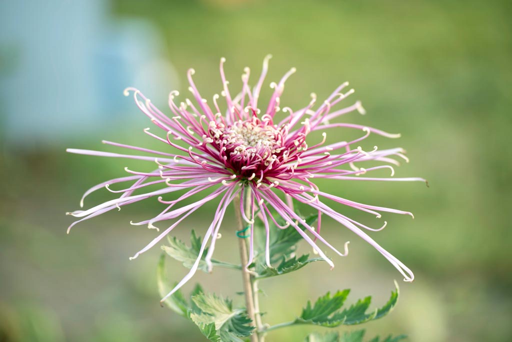 廖沟河菊花