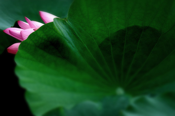 微山湖  正是荷花盛开时