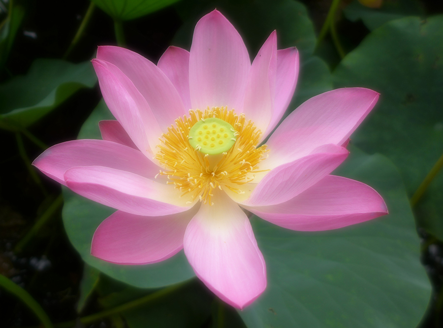 荷花