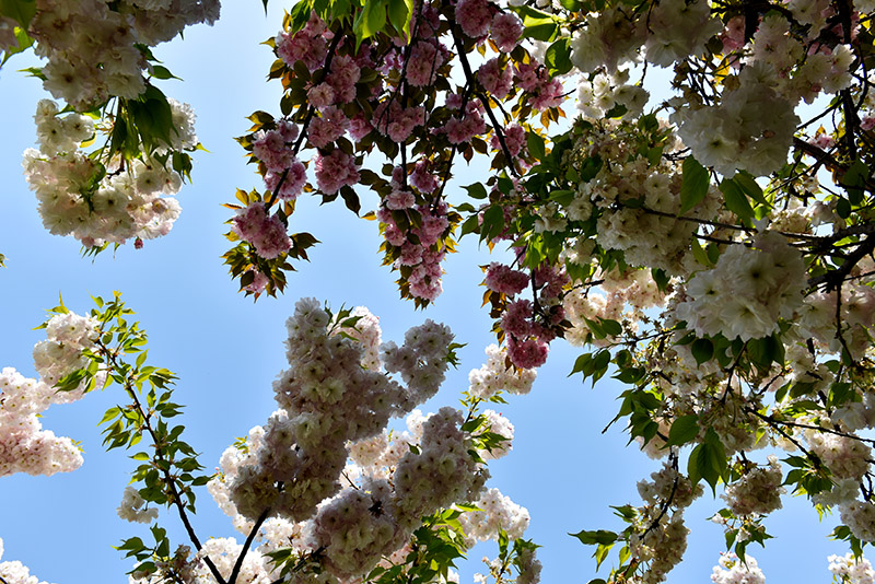 DSC_3755副本.jpg