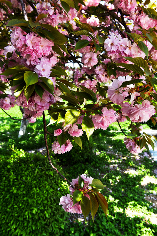 DSC_3739副本.jpg