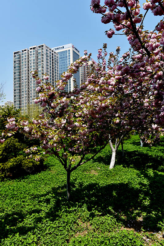 DSC_3715副本.jpg