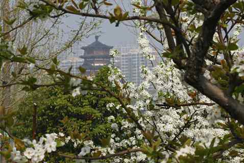 春到王母阁