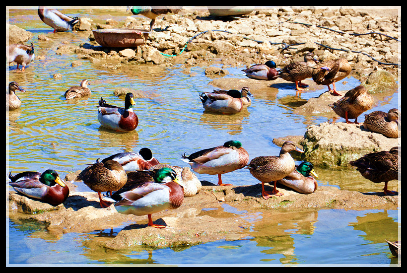 DSC_0105.jpg