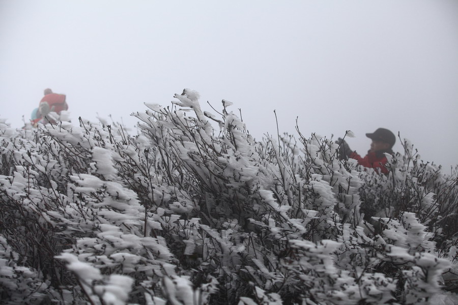风雪送春归