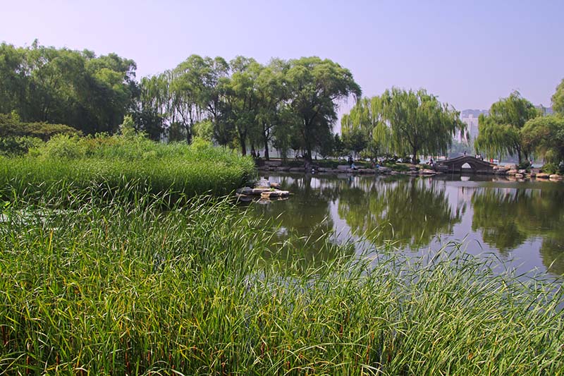 仲夏玉渊潭