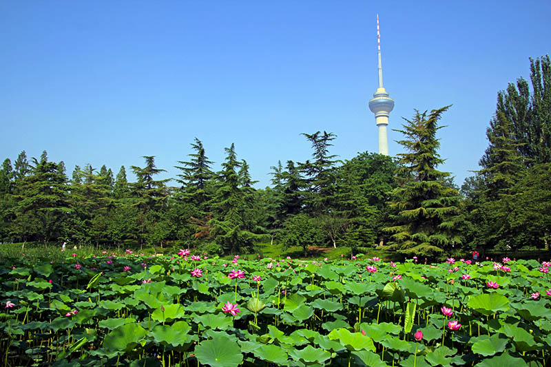 仲夏玉渊潭