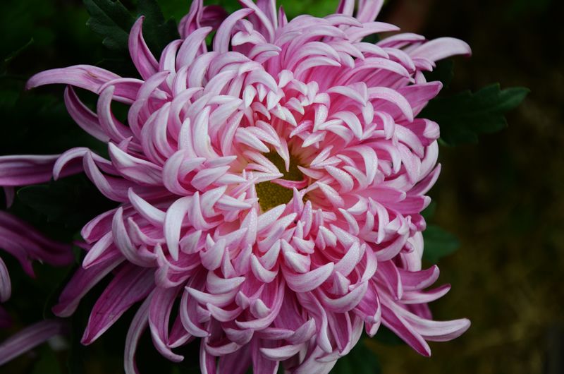 菊花艳