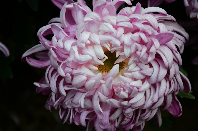 菊花艳