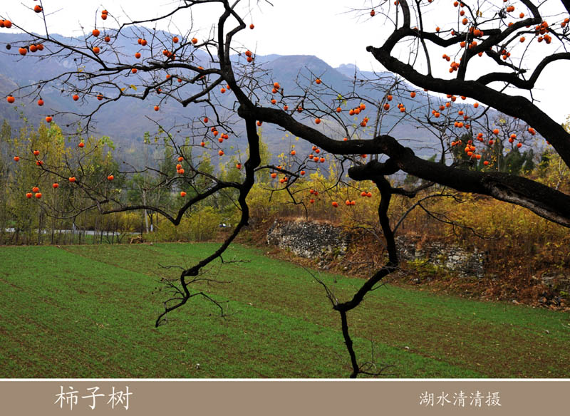 柿子树