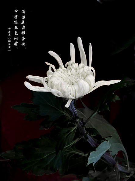 不与百花争艳丽
