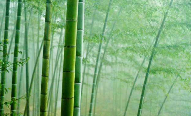 赤水观竹