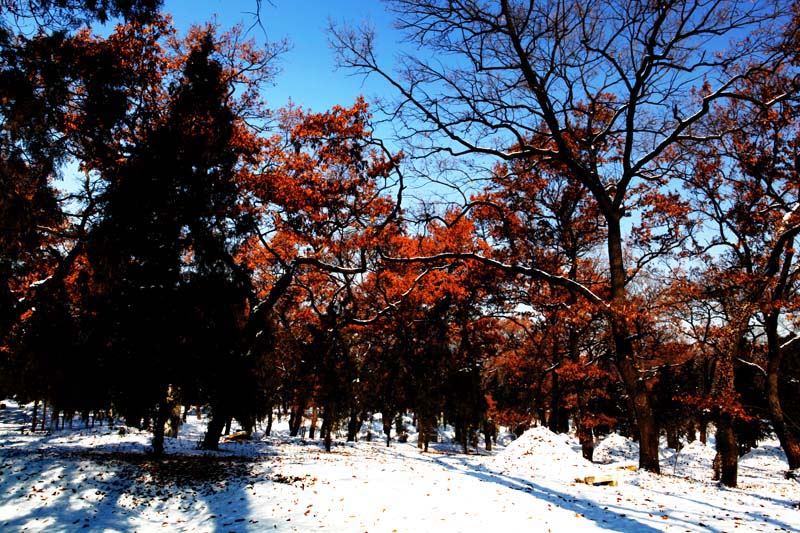雪映叶更红