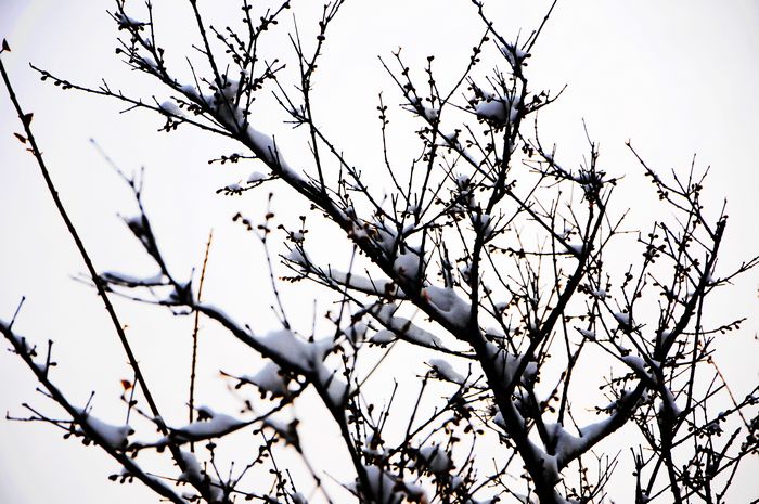 梅花欢喜漫天雪---摄影：杨树林（邹城）