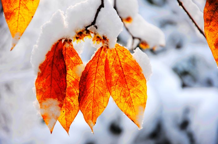 梅花欢喜漫天雪---摄影：杨树林（邹城）