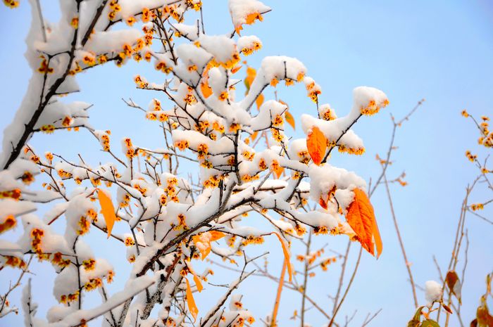 梅花欢喜漫天雪---摄影：杨树林（邹城）
