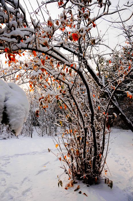 梅花欢喜漫天雪---摄影：杨树林（邹城）