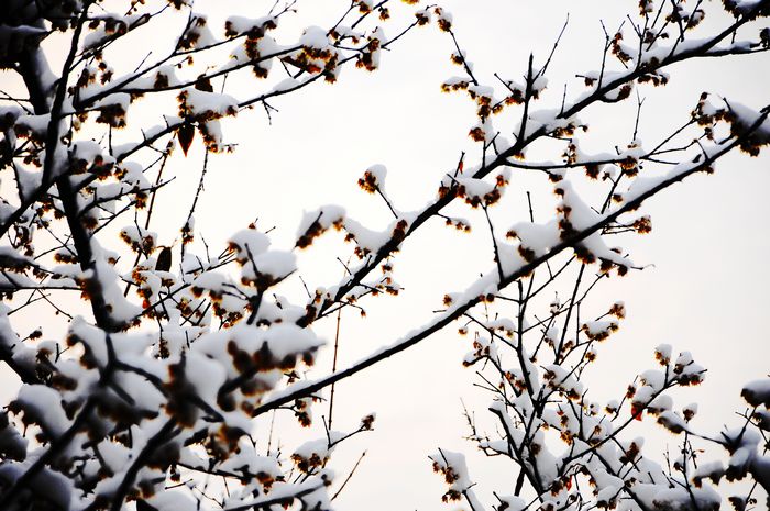 梅花欢喜漫天雪---摄影：杨树林（邹城）