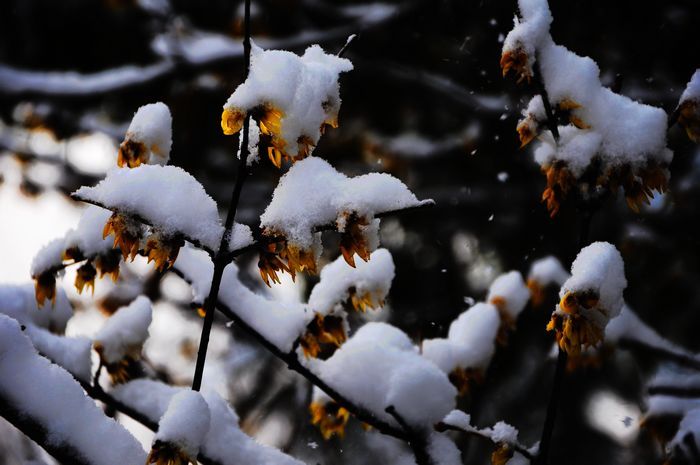 梅花欢喜漫天雪---摄影：杨树林（邹城）