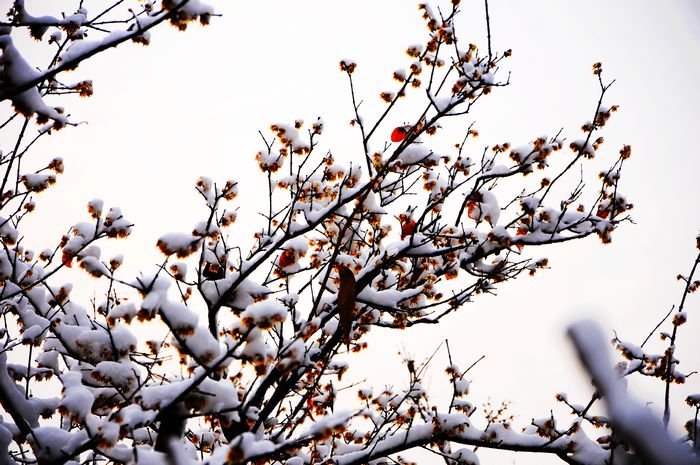 梅花欢喜漫天雪---摄影：杨树林（邹城）