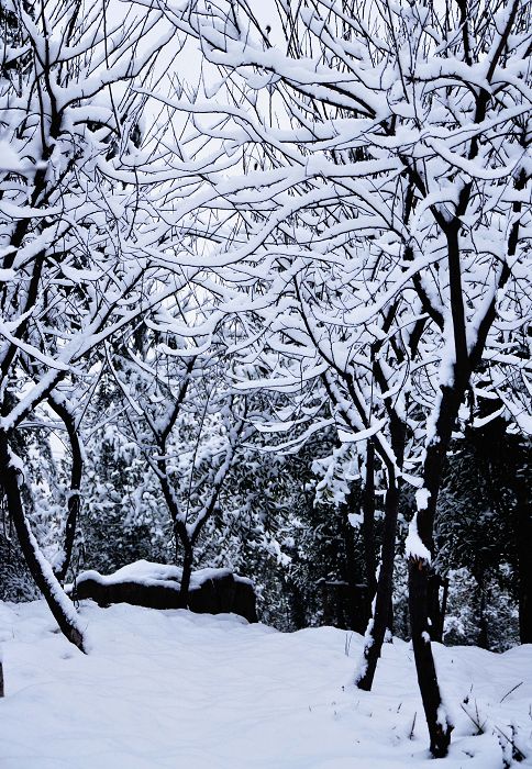 春雪如花，雪景如画
