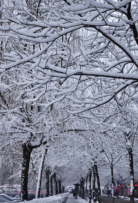春雪如花，雪景如画
