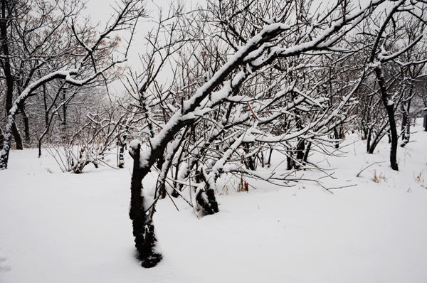 瑞雪俏枝头--摄影：（杨树林记忆.王宪金）