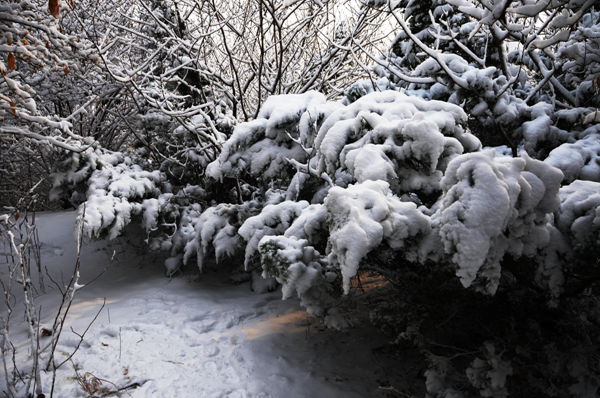 瑞雪俏枝头--摄影：（杨树林记忆.王宪金）