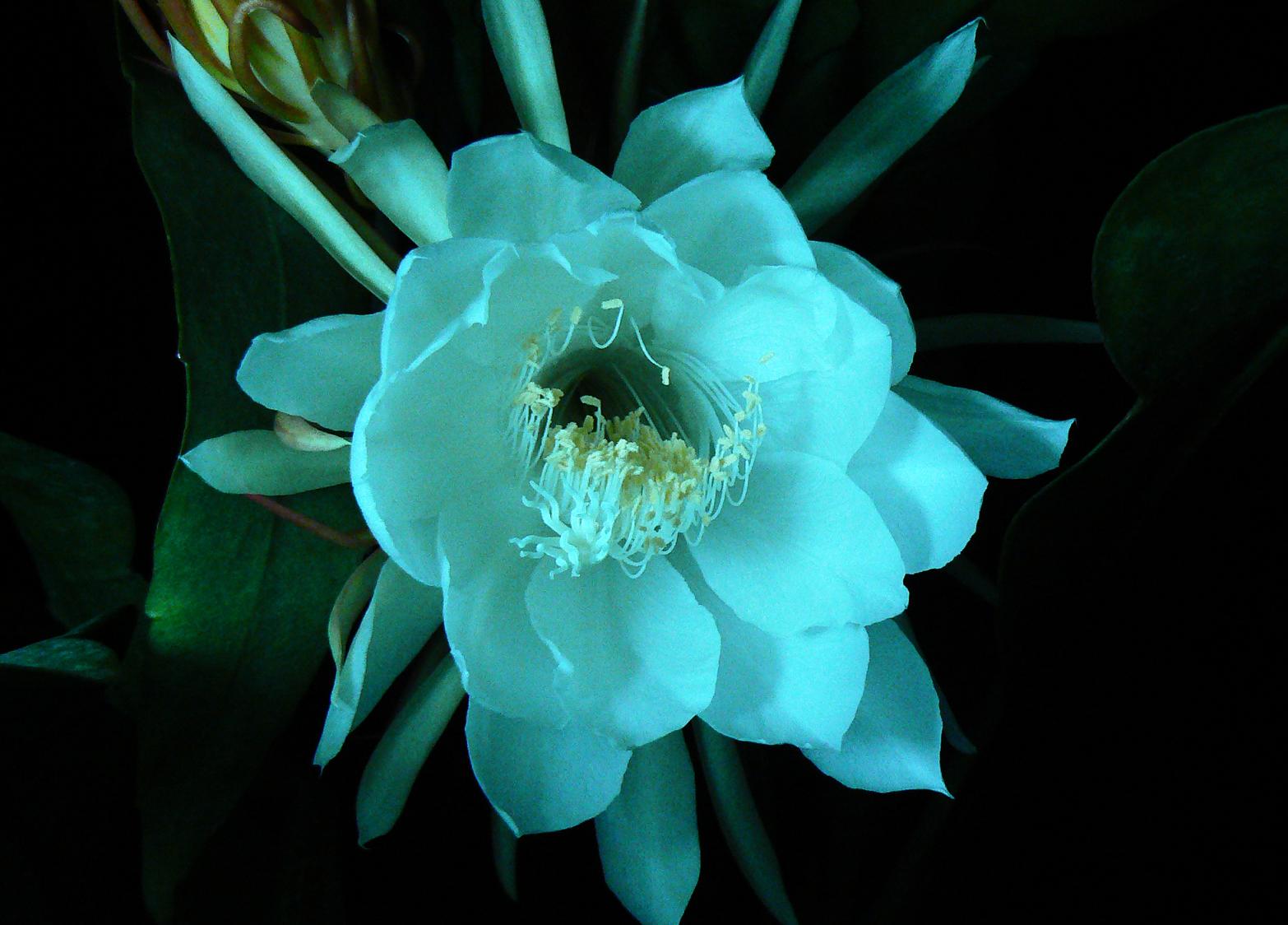 昙花
