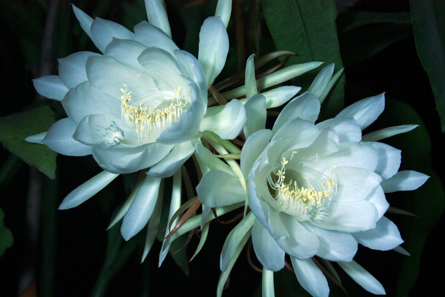 昙花