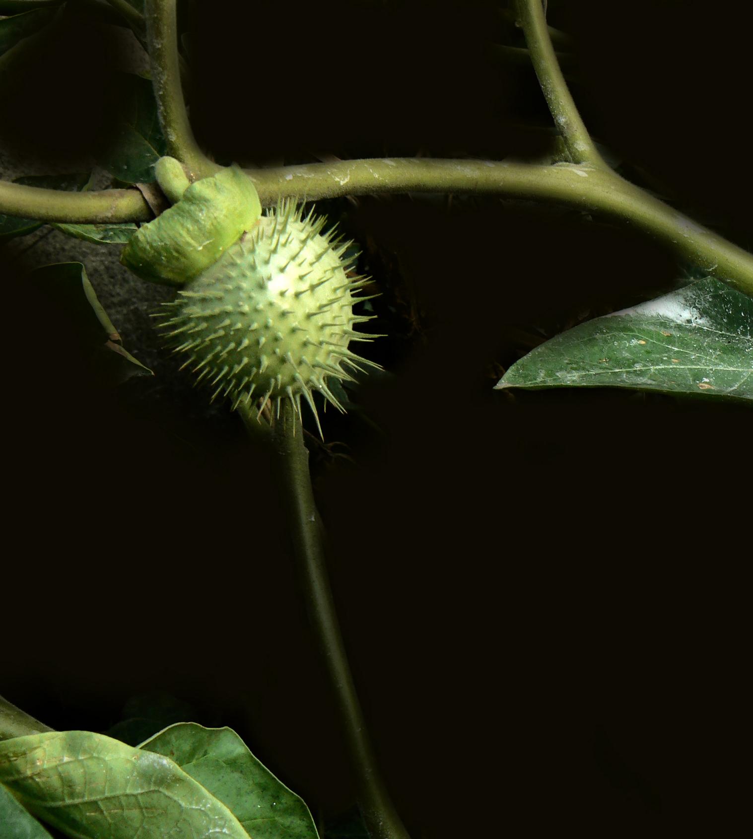 曼陀罗（花：洋金花，果：醉仙桃）。曼陀罗有毒性但有药用价值。