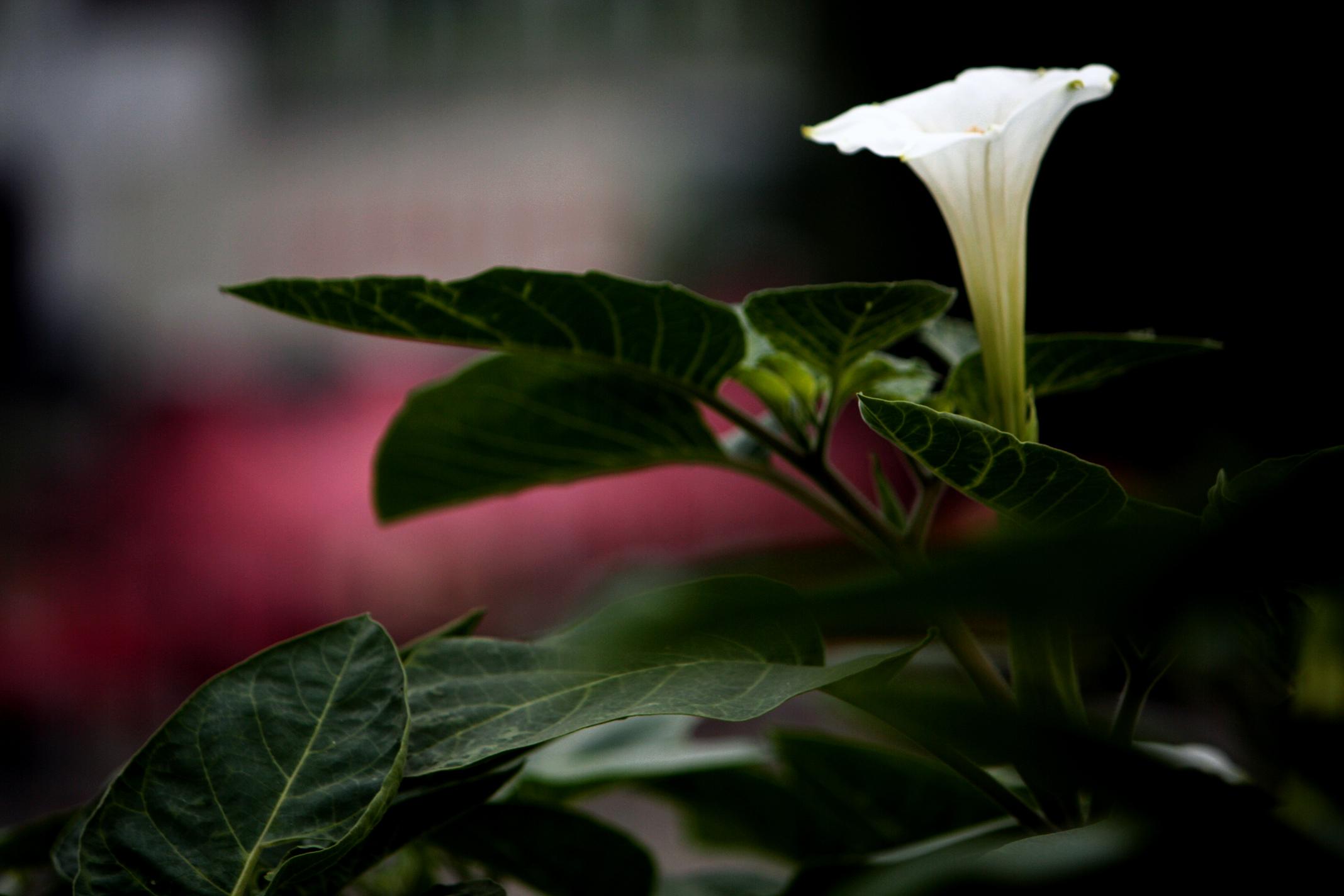 曼陀罗（花：洋金花，果：醉仙桃）。曼陀罗有毒性但有药用价值。