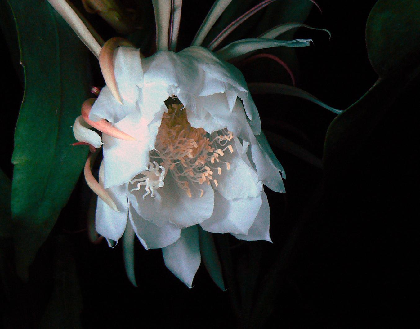 《昙花一现》计时