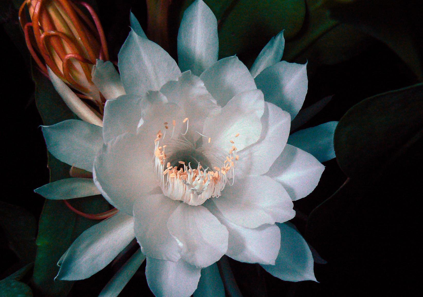 《昙花一现》计时