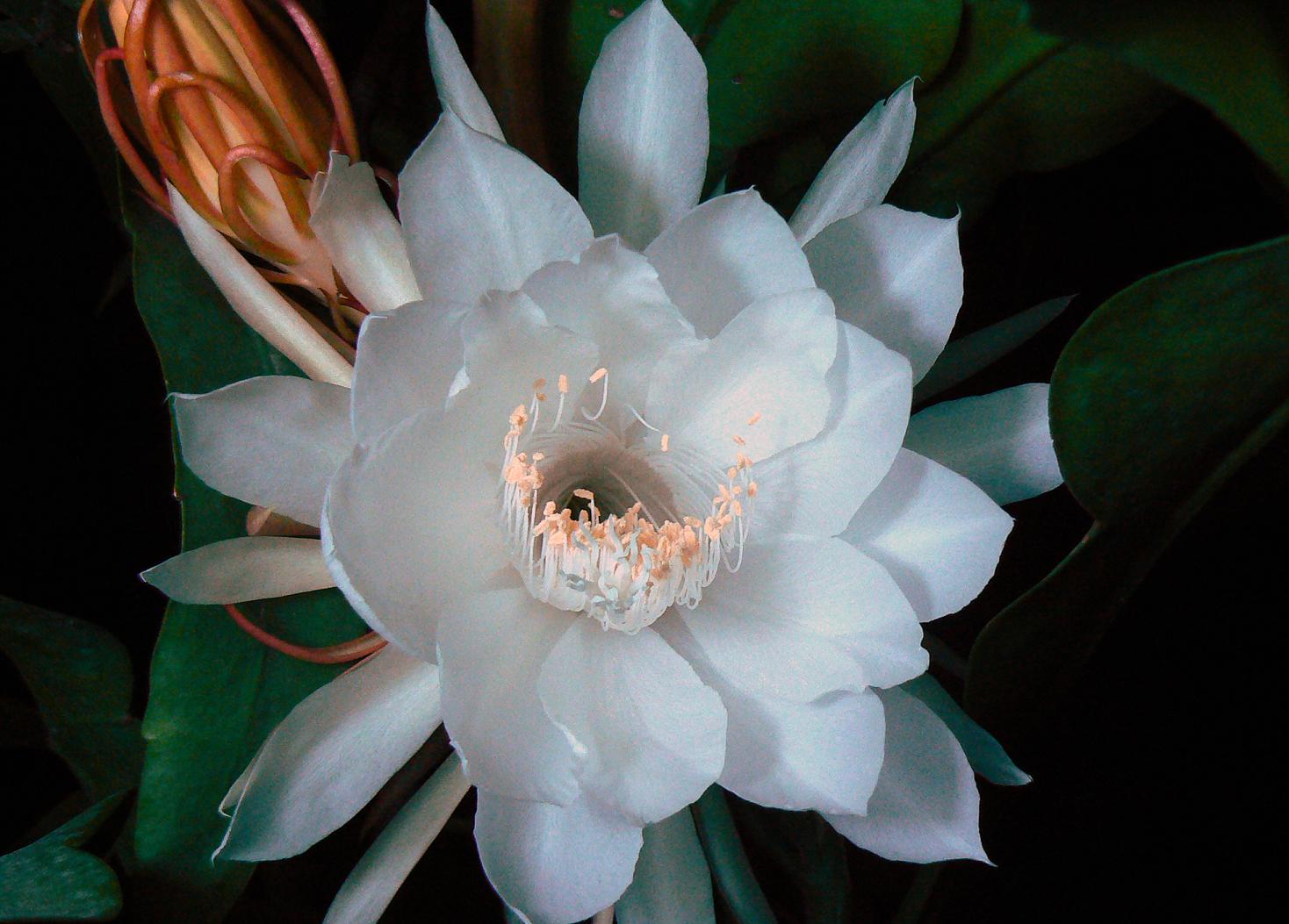 《昙花一现》计时