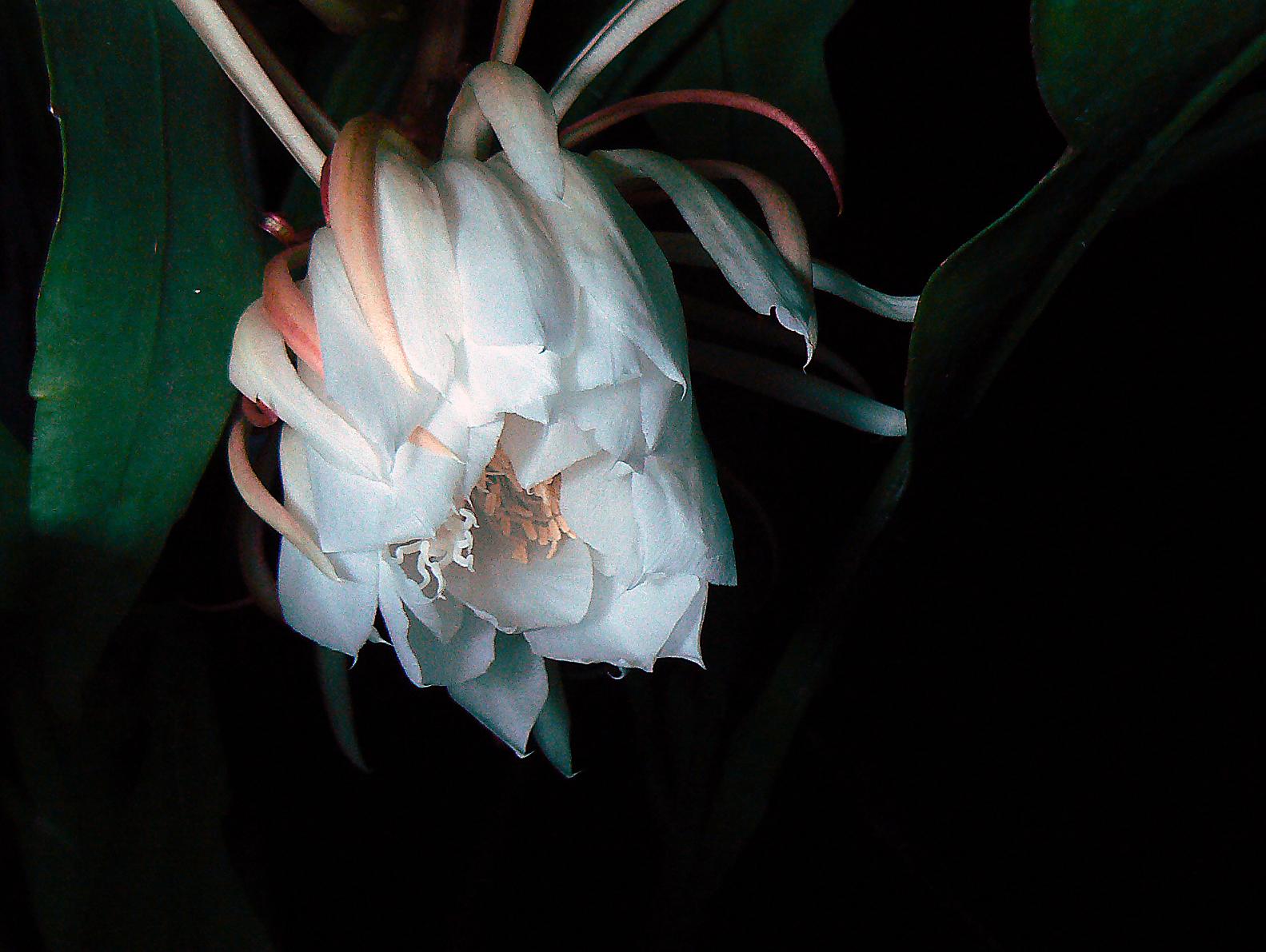 《昙花一现》计时
