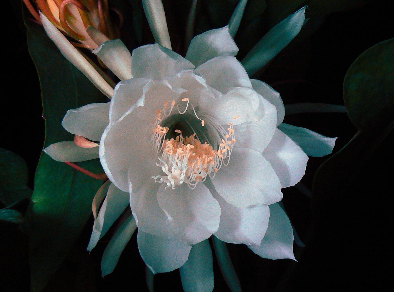 《昙花一现》计时