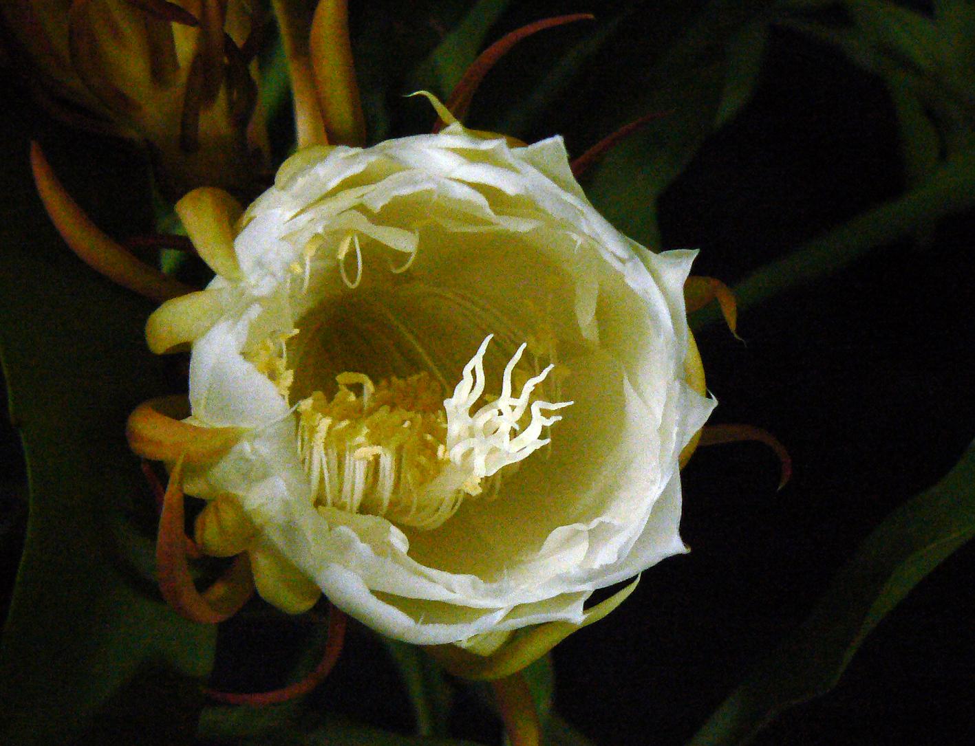 《昙花一现》计时