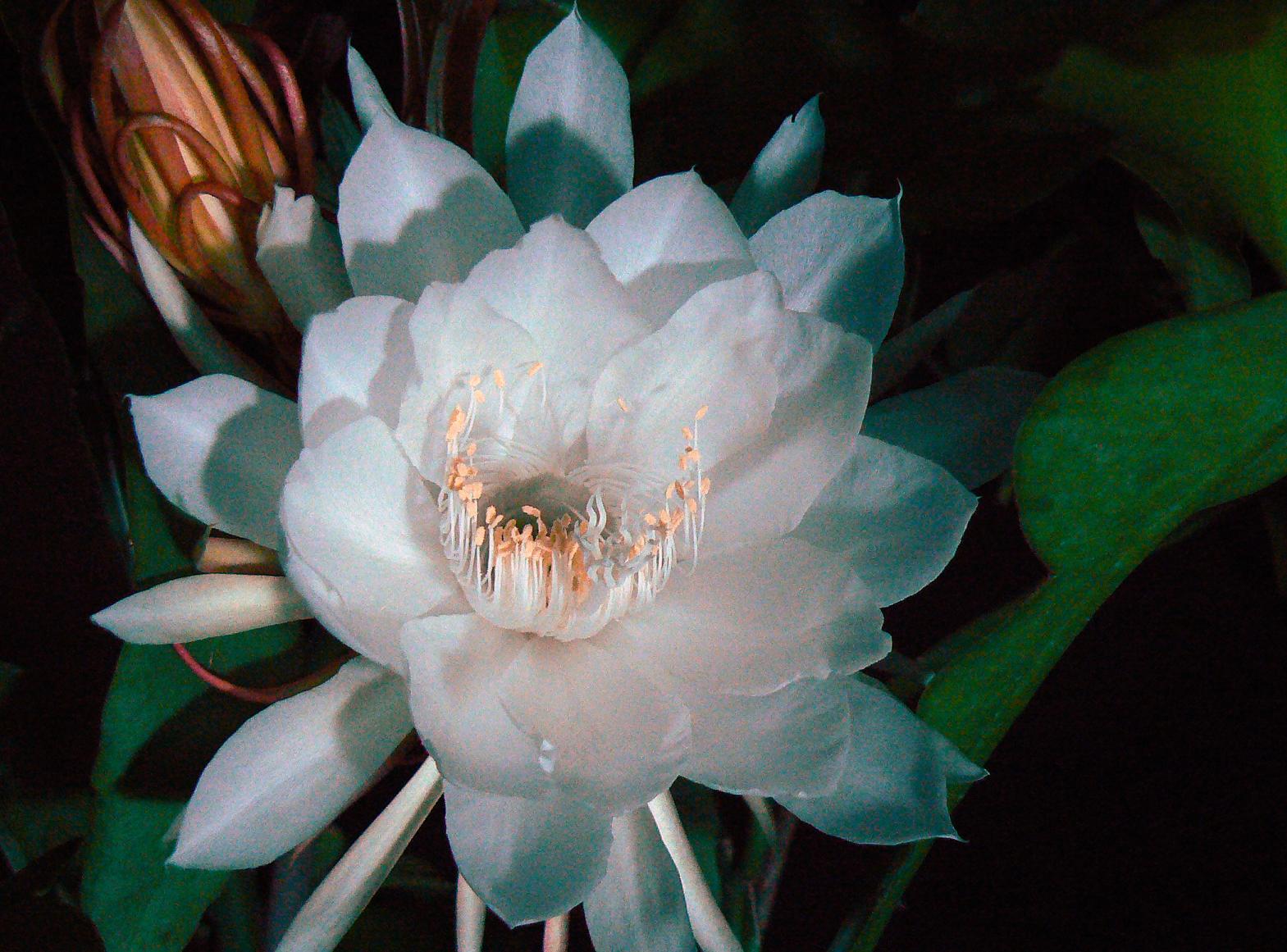 《昙花一现》计时