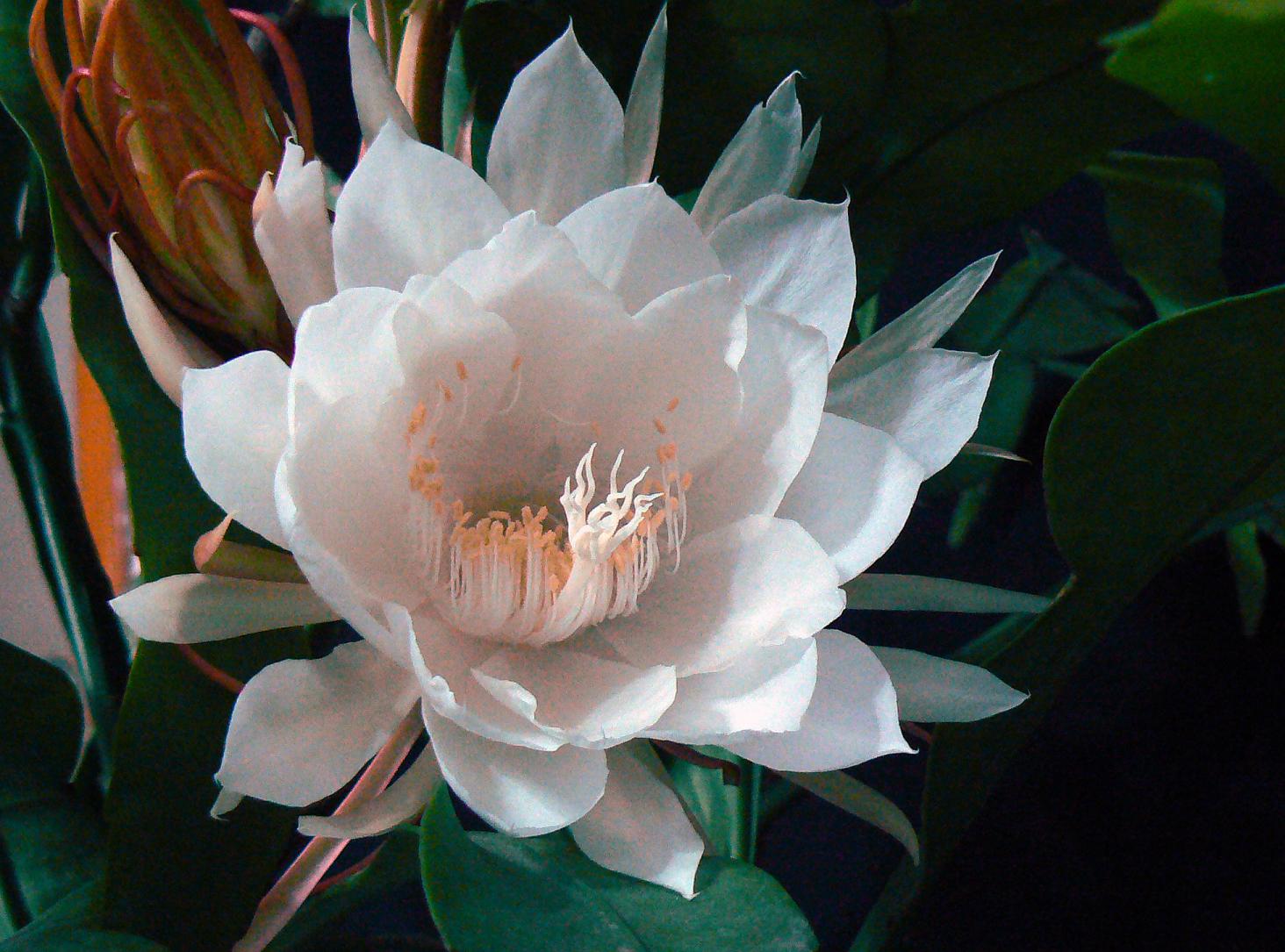 《昙花一现》计时