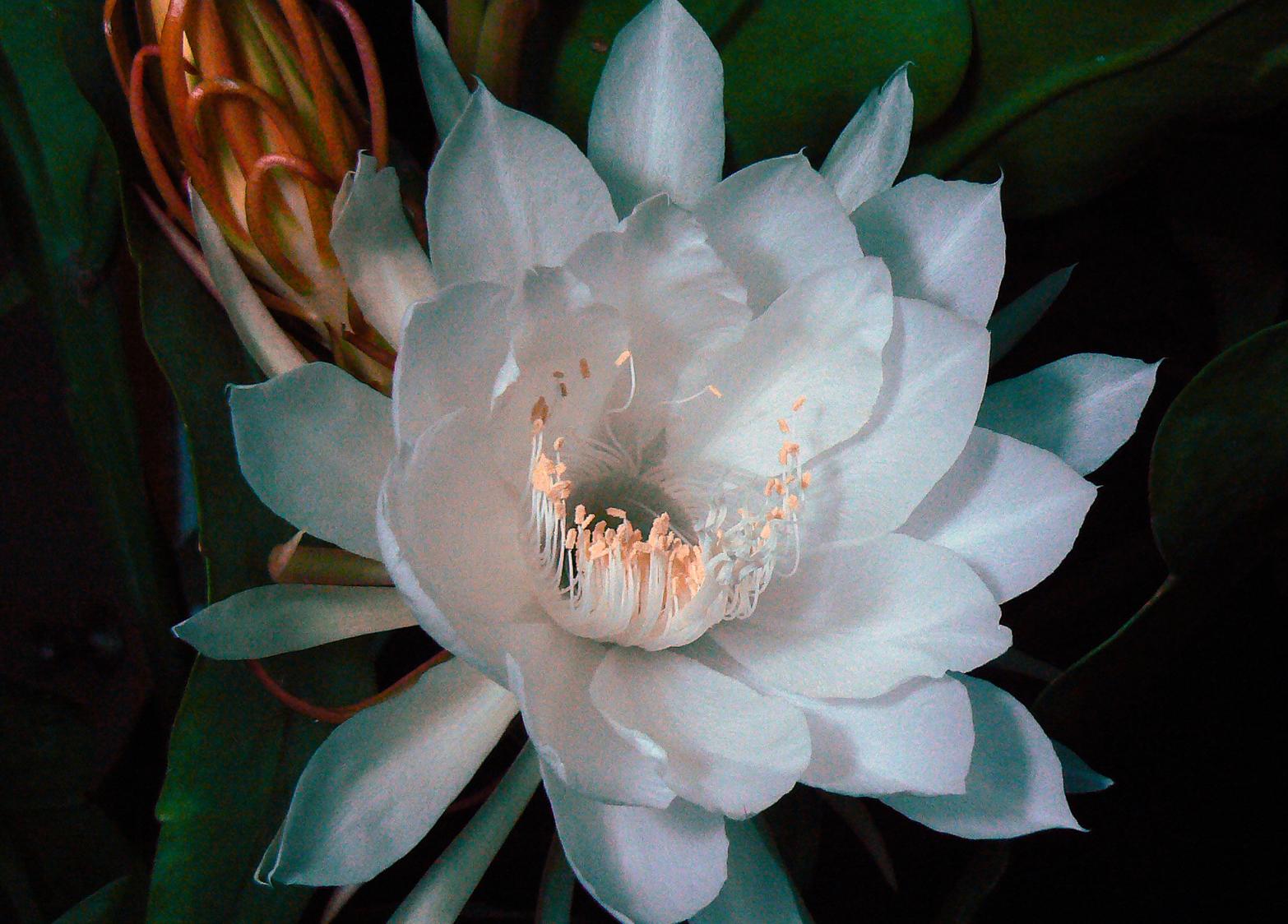 《昙花一现》计时